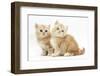 Two Ginger Kittens-Mark Taylor-Framed Photographic Print