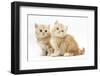 Two Ginger Kittens-Mark Taylor-Framed Photographic Print