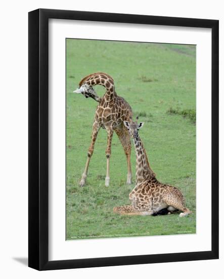 Two Giraffe Calves Full Bleed-Martin Fowkes-Framed Giclee Print