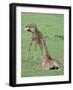 Two Giraffe Calves Full Bleed-Martin Fowkes-Framed Giclee Print