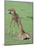 Two Giraffe Calves Full Bleed-Martin Fowkes-Mounted Giclee Print