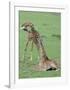 Two Giraffe Calves Full Bleed-Martin Fowkes-Framed Giclee Print