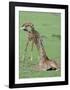 Two Giraffe Calves Full Bleed-Martin Fowkes-Framed Giclee Print