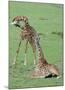 Two Giraffe Calves Full Bleed-Martin Fowkes-Mounted Giclee Print