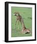 Two Giraffe Calves-Martin Fowkes-Framed Giclee Print