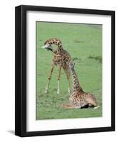 Two Giraffe Calves-Martin Fowkes-Framed Giclee Print