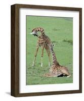 Two Giraffe Calves-Martin Fowkes-Framed Giclee Print