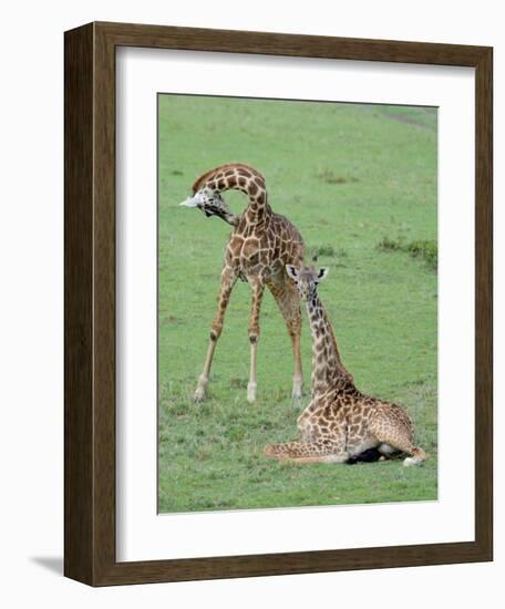 Two Giraffe Calves-Martin Fowkes-Framed Giclee Print