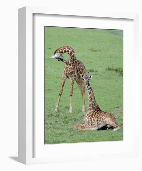 Two Giraffe Calves-Martin Fowkes-Framed Giclee Print