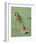 Two Giraffe Calves-Martin Fowkes-Framed Giclee Print