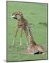 Two Giraffe Calves-Martin Fowkes-Mounted Giclee Print