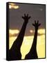 Two Giraffes Silhouetted at Sunset, Etosha National Park, Namibia, Africa-Ann & Steve Toon-Framed Stretched Canvas