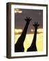 Two Giraffes Silhouetted at Sunset, Etosha National Park, Namibia, Africa-Ann & Steve Toon-Framed Photographic Print