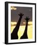 Two Giraffes Silhouetted at Sunset, Etosha National Park, Namibia, Africa-Ann & Steve Toon-Framed Photographic Print