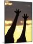 Two Giraffes Silhouetted at Sunset, Etosha National Park, Namibia, Africa-Ann & Steve Toon-Mounted Photographic Print