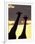 Two Giraffes Silhouetted at Sunset, Etosha National Park, Namibia, Africa-Ann & Steve Toon-Framed Photographic Print