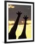 Two Giraffes Silhouetted at Sunset, Etosha National Park, Namibia, Africa-Ann & Steve Toon-Framed Photographic Print