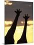 Two Giraffes Silhouetted at Sunset, Etosha National Park, Namibia, Africa-Ann & Steve Toon-Mounted Photographic Print