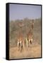 Two Giraffes Standing in the Bush-DLILLC-Framed Stretched Canvas