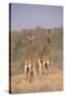 Two Giraffes Standing in the Bush-DLILLC-Stretched Canvas