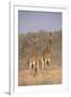 Two Giraffes Standing in the Bush-DLILLC-Framed Photographic Print