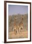 Two Giraffes Standing in the Bush-DLILLC-Framed Photographic Print