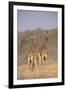 Two Giraffes Standing in the Bush-DLILLC-Framed Photographic Print