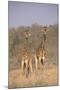 Two Giraffes Standing in the Bush-DLILLC-Mounted Photographic Print