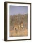 Two Giraffes Standing in the Bush-DLILLC-Framed Photographic Print