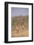 Two Giraffes Standing in the Bush-DLILLC-Framed Photographic Print