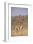 Two Giraffes Standing in the Bush-DLILLC-Framed Photographic Print