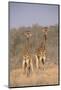 Two Giraffes Standing in the Bush-DLILLC-Mounted Photographic Print