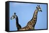 Two Giraffes under Blue Sky-null-Framed Stretched Canvas