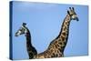 Two Giraffes under Blue Sky-null-Stretched Canvas