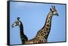 Two Giraffes under Blue Sky-null-Framed Stretched Canvas