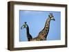 Two Giraffes under Blue Sky-null-Framed Photographic Print