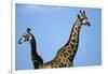 Two Giraffes under Blue Sky-null-Framed Photographic Print