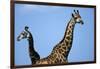 Two Giraffes under Blue Sky-null-Framed Photographic Print