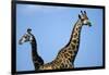 Two Giraffes under Blue Sky-null-Framed Photographic Print