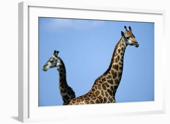 Two Giraffes under Blue Sky-null-Framed Photographic Print