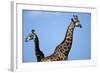 Two Giraffes under Blue Sky-null-Framed Photographic Print