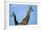 Two Giraffes under Blue Sky-null-Framed Photographic Print