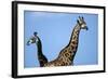 Two Giraffes under Blue Sky-null-Framed Photographic Print