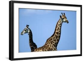 Two Giraffes under Blue Sky-null-Framed Photographic Print