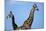 Two Giraffes under Blue Sky-null-Mounted Photographic Print