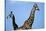 Two Giraffes under Blue Sky-null-Stretched Canvas