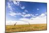 Two Giraffes Under The Dark Blue Sky In The Maasai Mara, Kenya-Axel Brunst-Mounted Photographic Print