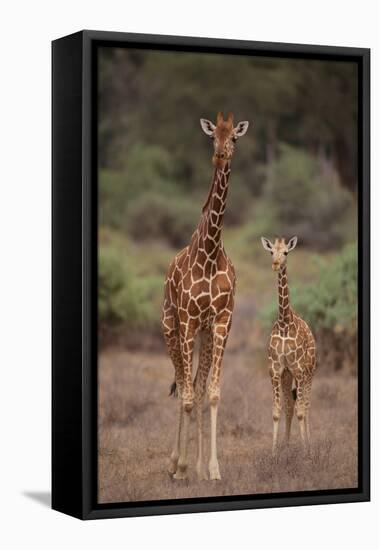 Two Giraffes Walking through the Bush-DLILLC-Framed Stretched Canvas