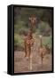 Two Giraffes Walking through the Bush-DLILLC-Framed Stretched Canvas