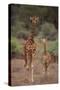 Two Giraffes Walking through the Bush-DLILLC-Stretched Canvas